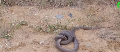 Hồi hộp xem cuộc tử chiến căng thẳng giữa hai con rắn hổ mang